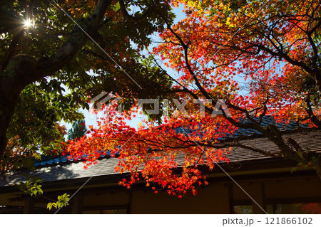 越前陶芸村の秋 121866102
