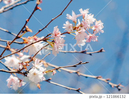 城峯公園 冬桜風景148 城峯公園 冬桜風景148 121866132
