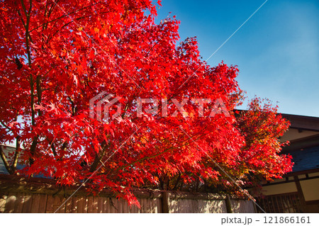 越前陶芸村の秋 121866161