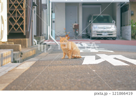 住宅街で振り返る茶トラ猫の可愛い仕草 121866419