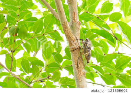 シマトネリコにとまるクマゼミ 121866602