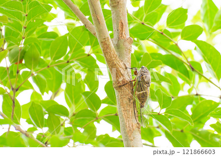 シマトネリコにとまるクマゼミ 121866603
