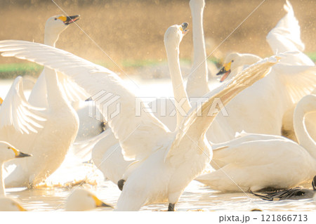 本埜白鳥の郷 本埜白鳥の郷 121866713
