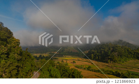 Aerial view fog above the yellow rice field. 121866923