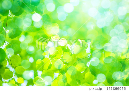 緑のバックグラウンド 121866956