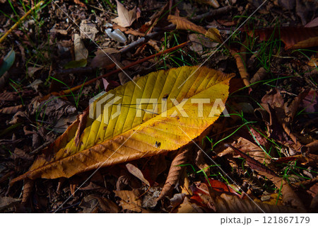 おさごえカルチャーパークの秋 121867179