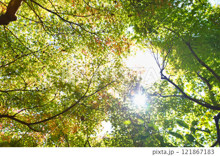 おさごえカルチャーパークの秋 おさごえカルチャーパークの秋 121867183