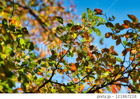 おさごえカルチャーパークの秋 121867218