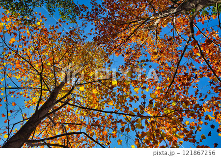 おさごえカルチャーパークの秋 121867256