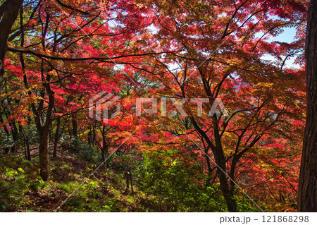 紅葉をむかえた西山公園 121868298