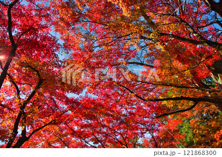紅葉をむかえた西山公園 121868300