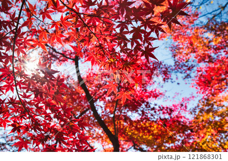 紅葉をむかえた西山公園 121868301