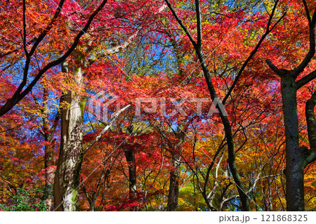 紅葉をむかえた西山公園 紅葉をむかえた西山公園 121868325