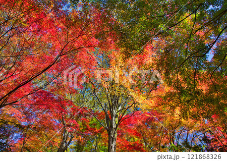 紅葉をむかえた西山公園 121868326
