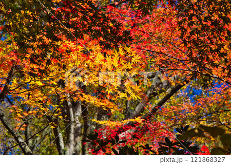 紅葉をむかえた西山公園 121868327