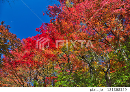 紅葉をむかえた西山公園 121868329