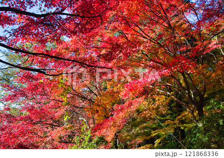 紅葉をむかえた西山公園 紅葉をむかえた西山公園 121868336