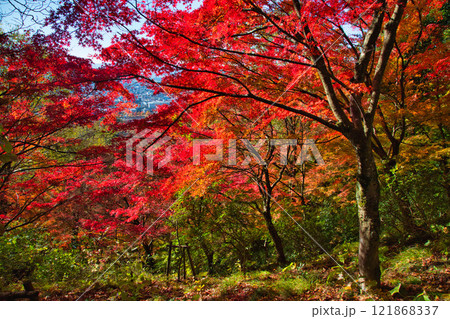 紅葉をむかえた西山公園 紅葉をむかえた西山公園 121868337