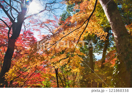 紅葉をむかえた西山公園 紅葉をむかえた西山公園 121868338