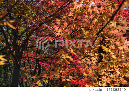 紅葉をむかえた西山公園 121868340