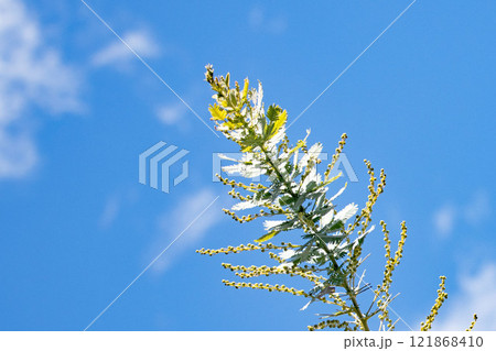 小さな花芽をたくさん付けた1月のミモザの枝 小さな花芽をたくさん付けた1月のミモザの枝 121868410