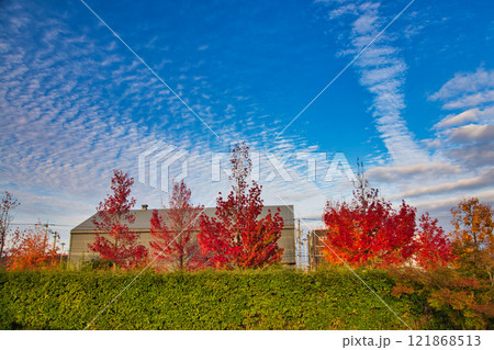 紅葉を迎えた市立美術館 121868513