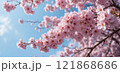 桜 121868686