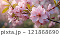 桜 121868690