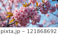桜 121868692