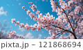 桜 121868694