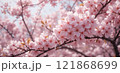 桜 121868699