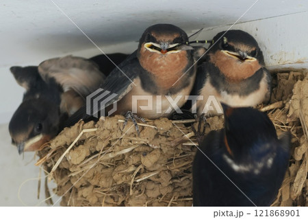 ツバメの巣　巣立ちが近い　親鳥がトンボを持ってきました 121868901