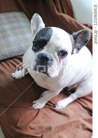 dog or french bulldog , young French bulldog in the bed 121868918