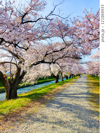 あさひ舟川の桜並木 あさひ舟川の桜並木 121868933