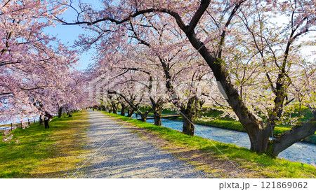あさひ舟川の桜並木 121869062