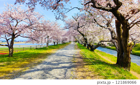 あさひ舟川の桜並木 121869066