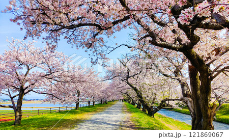 あさひ舟川の桜並木 121869067