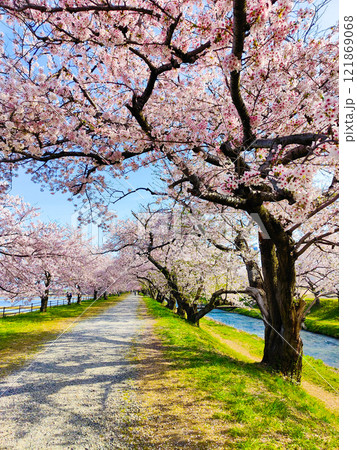 あさひ舟川の桜並木 121869068