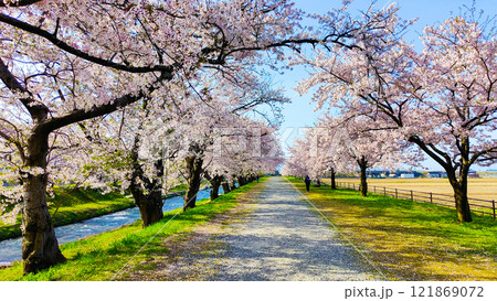 あさひ舟川の桜並木 121869072