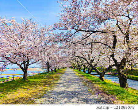 あさひ舟川の桜並木 あさひ舟川の桜並木 121869079