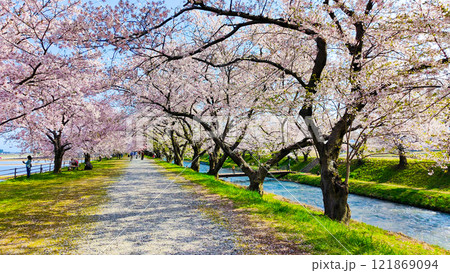 あさひ舟川の桜並木 あさひ舟川の桜並木 121869094