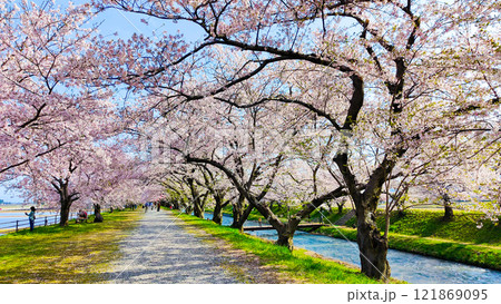 あさひ舟川の桜並木 121869095