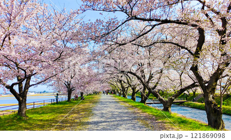 あさひ舟川の桜並木 あさひ舟川の桜並木 121869098