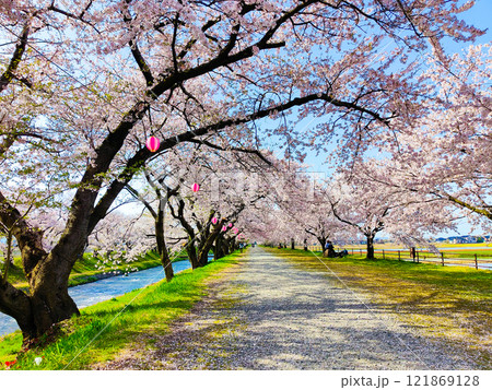 あさひ舟川の桜並木 121869128