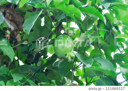 passion fruit seed , passion fruit plant 121869327
