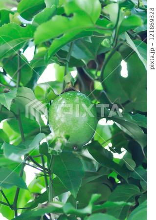 passion fruit seed , passion fruit plant 121869328