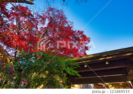 　養浩館庭園の雪吊りと紅葉風景 121869533