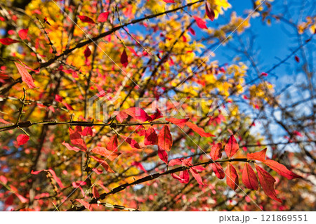 養浩館庭園の雪吊りと紅葉風景 養浩館庭園の雪吊りと紅葉風景 121869551
