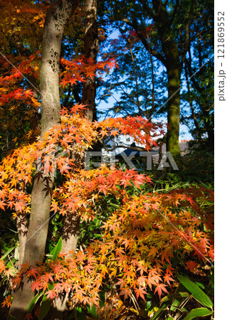 　養浩館庭園の雪吊りと紅葉風景 121869552