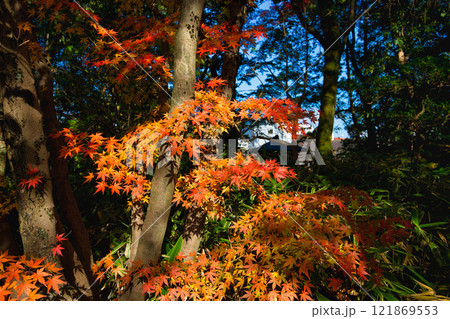 養浩館庭園の雪吊りと紅葉風景 養浩館庭園の雪吊りと紅葉風景 121869553